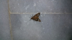 Dysauxes famula