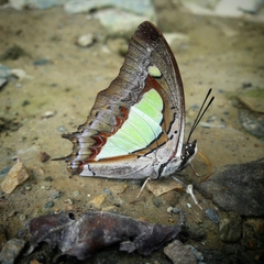 Polyura