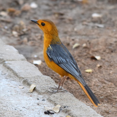 Cossypha natalensis intensa