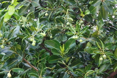 Calophyllum inophyllum