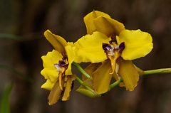 Cyrtochilum macranthum