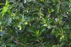 Calophyllum inophyllum