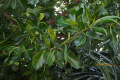 Calophyllum inophyllum