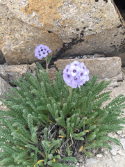Polemonium eximium