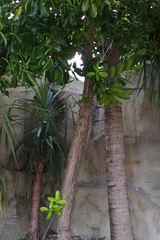 Calophyllum inophyllum