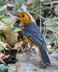 Cossypha natalensis intensa