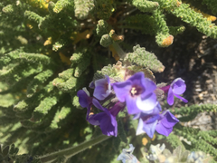 Polemonium eximium