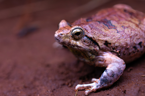 Cuyaba Dwarf Frog