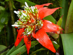 Guzmania conglomerata