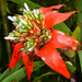 Guzmania conglomerata - Photo (c) Stephen John Davies, some rights reserved (CC BY-NC), uploaded by Stephen John Davies