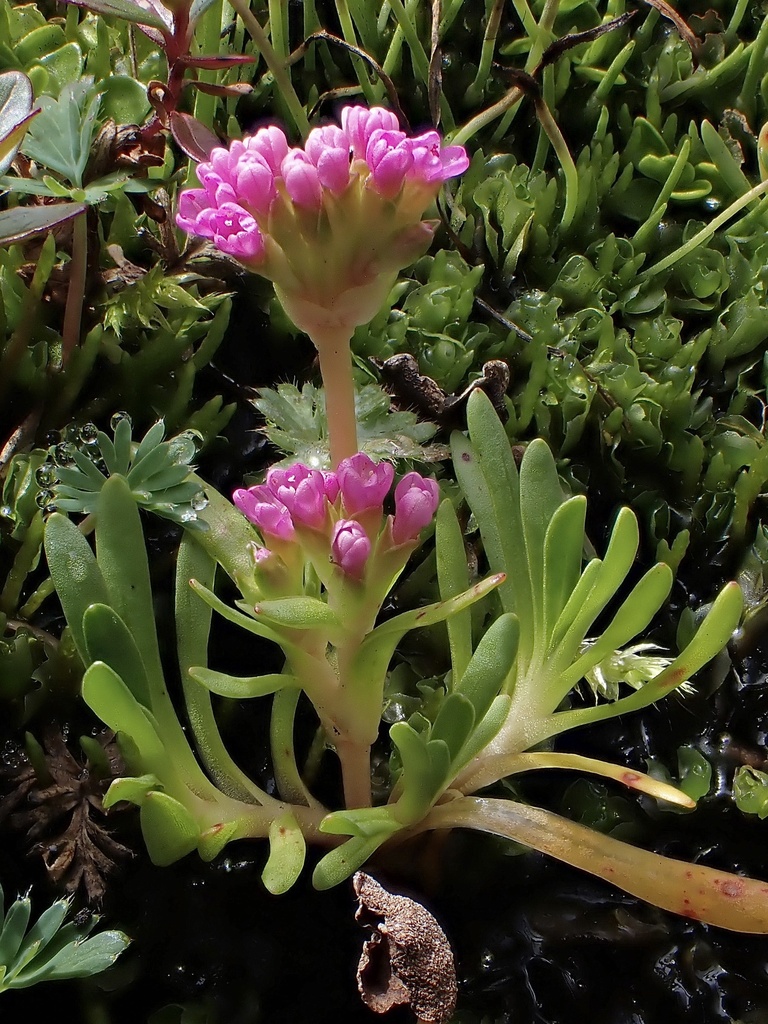 Montia meridensis