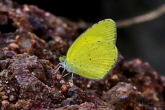 Eurema brigitta rubella