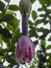 Passiflora cumbalensis