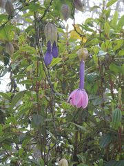 Passiflora cumbalensis