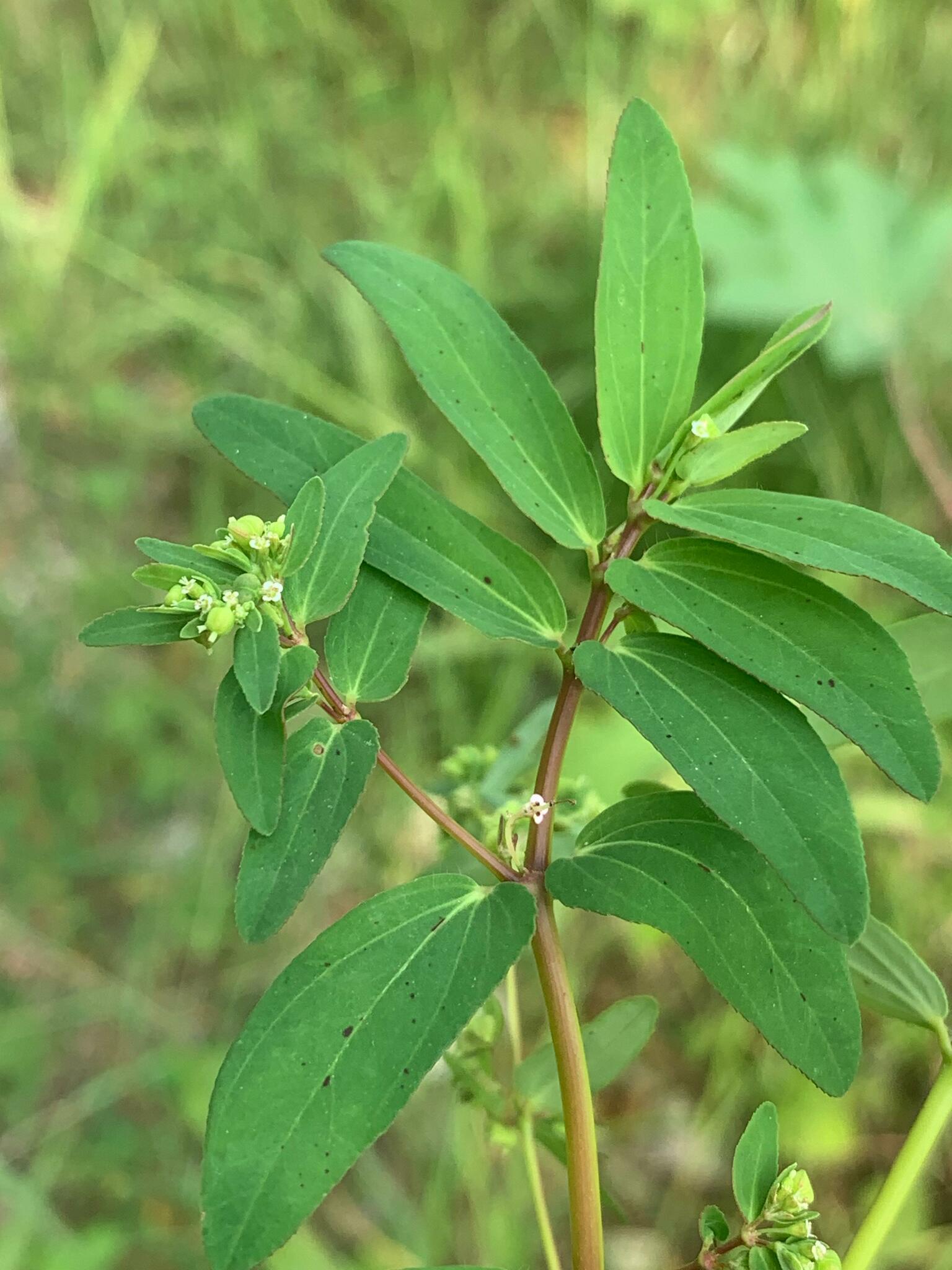 Euphorbia hyssopifolia