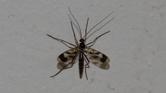 Macrocera decorosa
