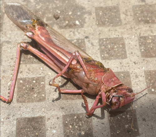 Desert Locust photo 6
