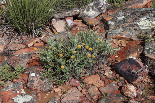 Image of Helichrysum dasyanthum by (c) Tony Rebelo, some rights reserved (CC BY-SA)