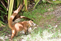 Nasua narica nelsoni