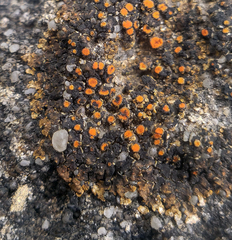Squamulea galactophylla