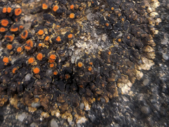 Squamulea galactophylla