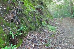 Polystichum imbricans curtum