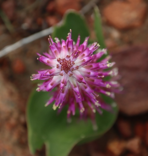 Splendid Viooltjie (Lachenalia splendida)