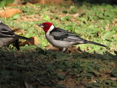 Paroaria dominicana
