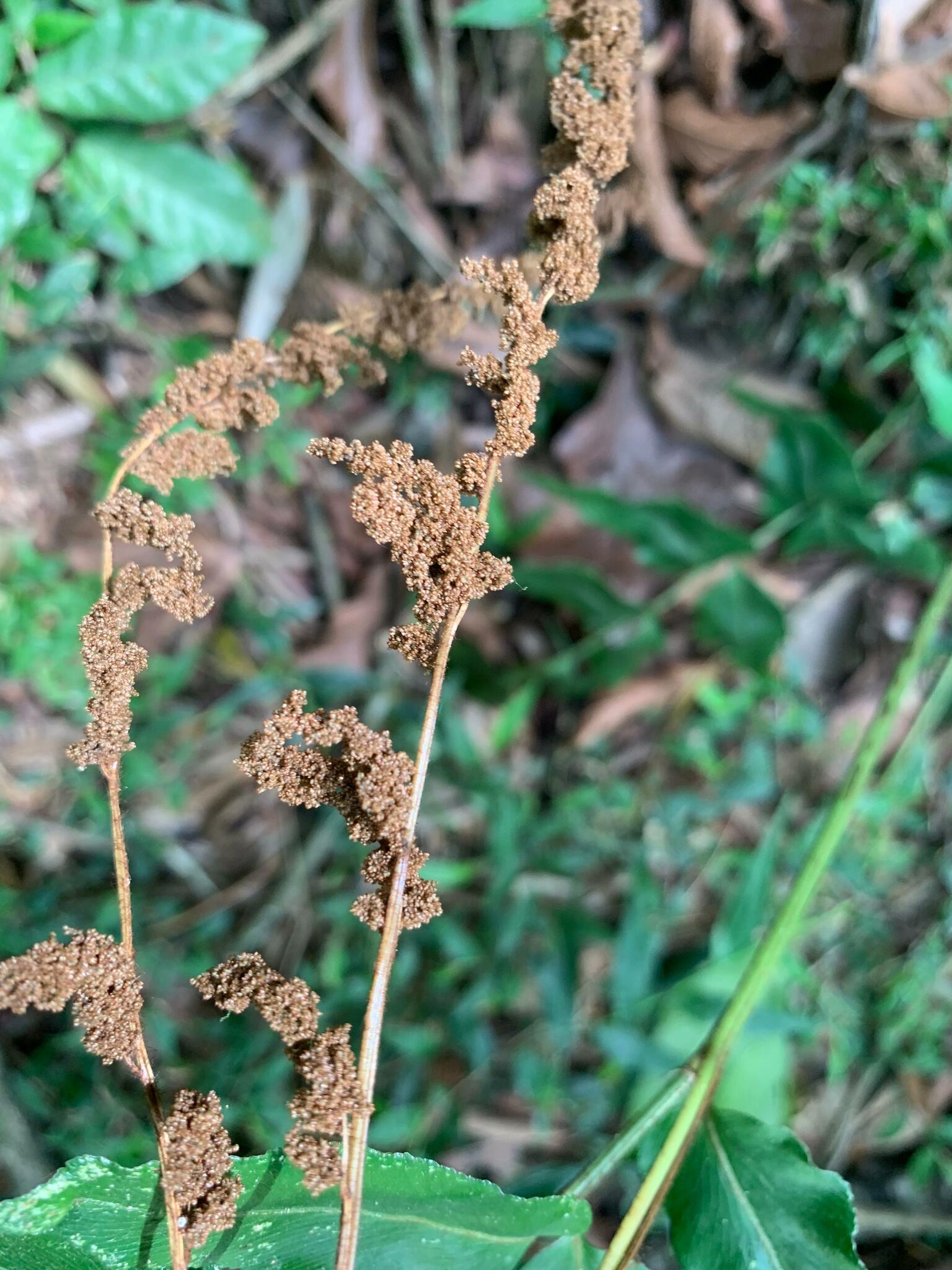 Imagem de Samambaia-mineira