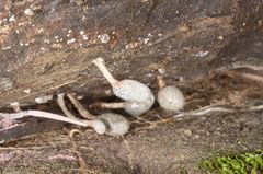 Xylaria fockei