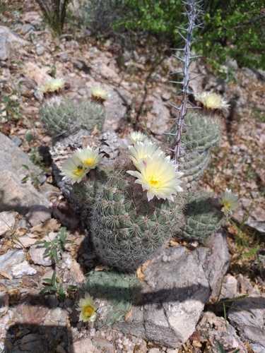 Coryphantha durangensis