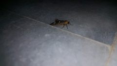 Dysauxes famula