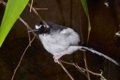 Enicurus schistaceus