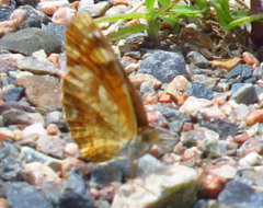 Phyciodes tharos image