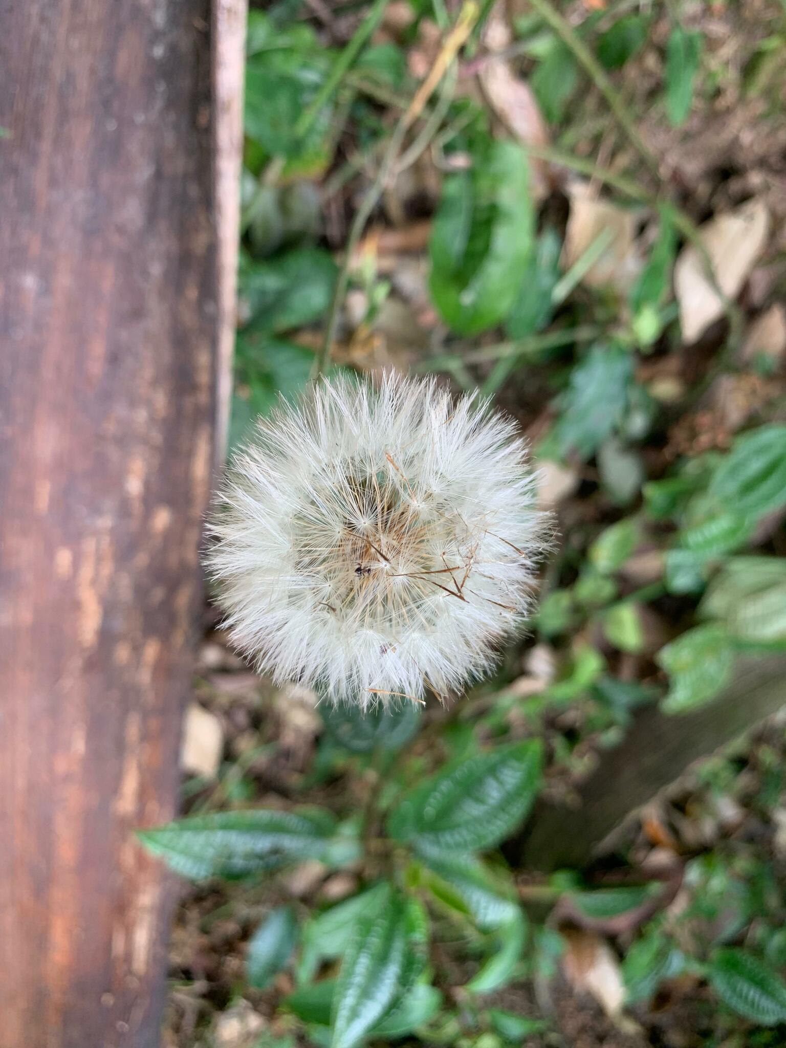 Chaptalia nutans