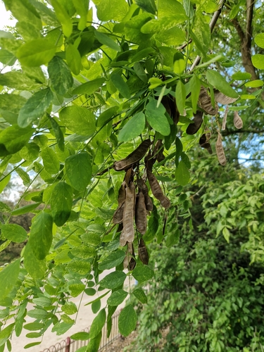 Robinia ×margaretta iNat (1)