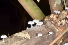Mycena chlorophos