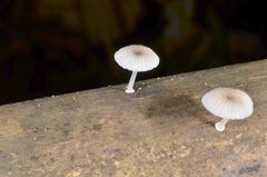 Mycena chlorophos