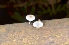 Mycena chlorophos