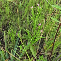 Polygala sanguinea