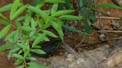 Lithobates catesbeianus