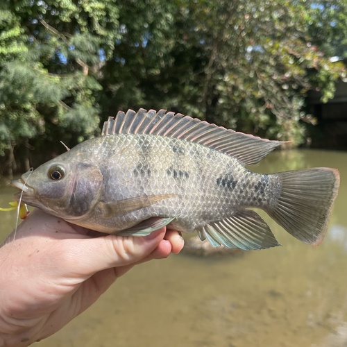 Mozambique Tilapia