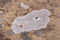 Erythromyces crocicreas