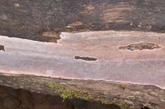 Erythromyces crocicreas