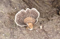 Trametes menziesii