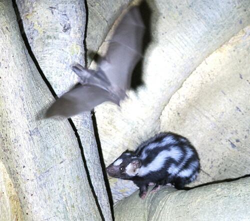 Californian Leaf-nosed Bat (Macrotus californicus)