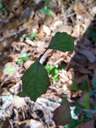 Image of Viburnum scabrellum by (c) Joan Chiasson, some rights reserved (CC BY-SA)