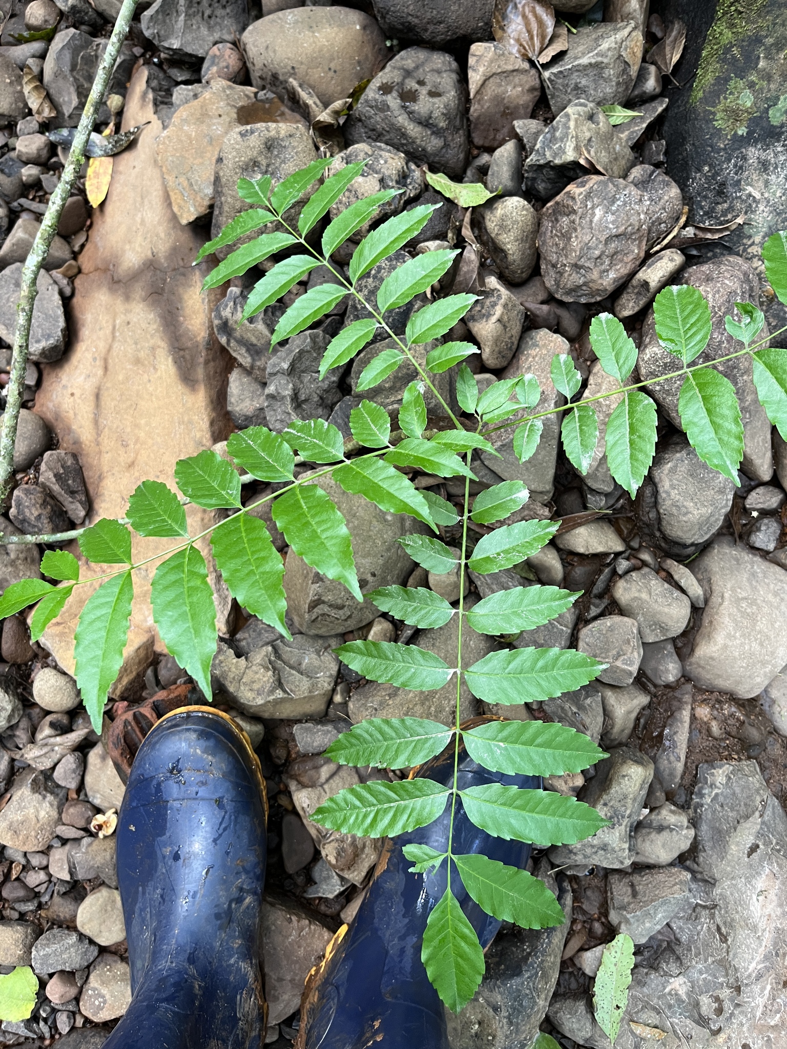 Picrasma crenata