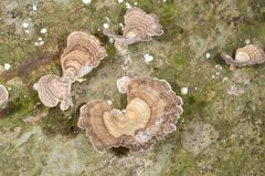 Trametes menziesii