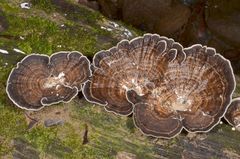 Trametes menziesii